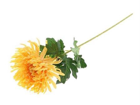 <h4>Stem Chrysanthemum</h4>