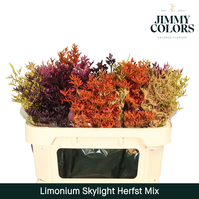<h4>Limonium Skylight L70 Autumn mix</h4>