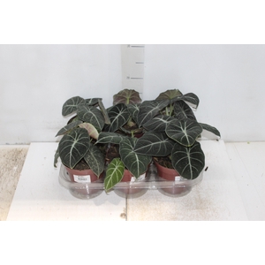 ALOCASIA BLACK P12
