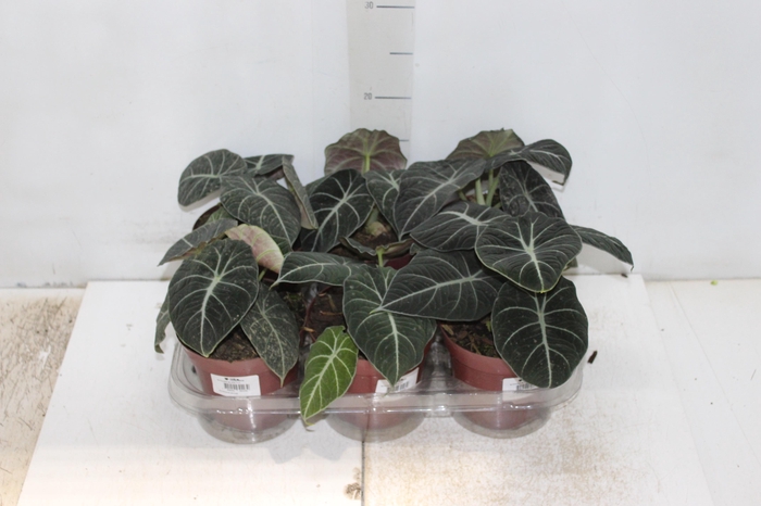 ALOCASIA BLACK P12