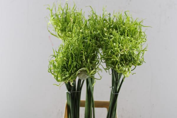 <h4>Allium Fido Dido Groen</h4>