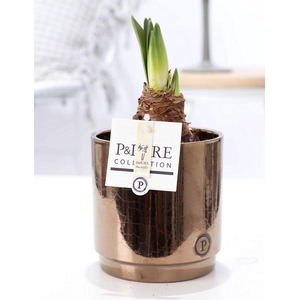 Hippeastrum white in P&PURE Juliette ceramics goldbronze