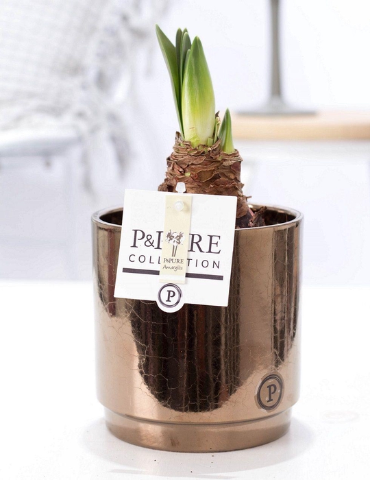 <h4>Hippeastrum white in P&PURE Juliette ceramics goldbronze</h4>