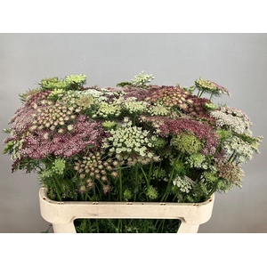 DAUCUS CAROTA DARA