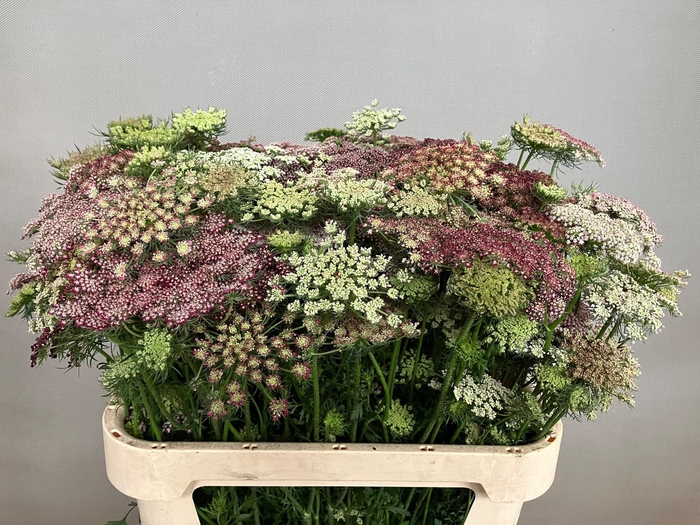 <h4>DAUCUS CAROTA DARA</h4>