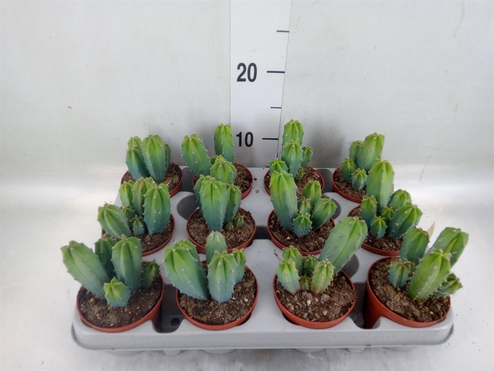 <h4>Cereus   ...</h4>