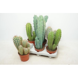 Cactus mix 12Ø 35cm