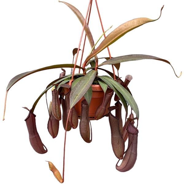 <h4>Nepenthes Monkey Jars Rebecca</h4>