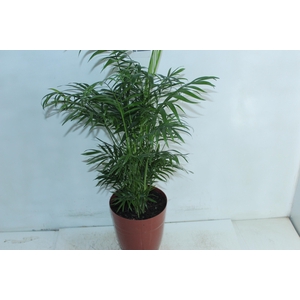 CHAMAEDOREA ELEGANS P17