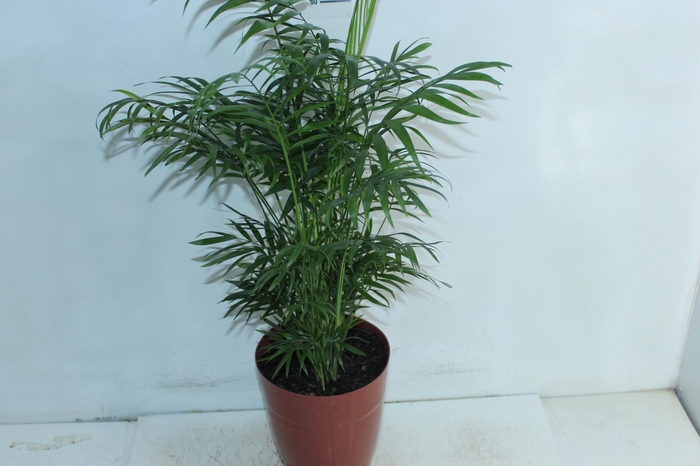 CHAMAEDOREA ELEGANS P17