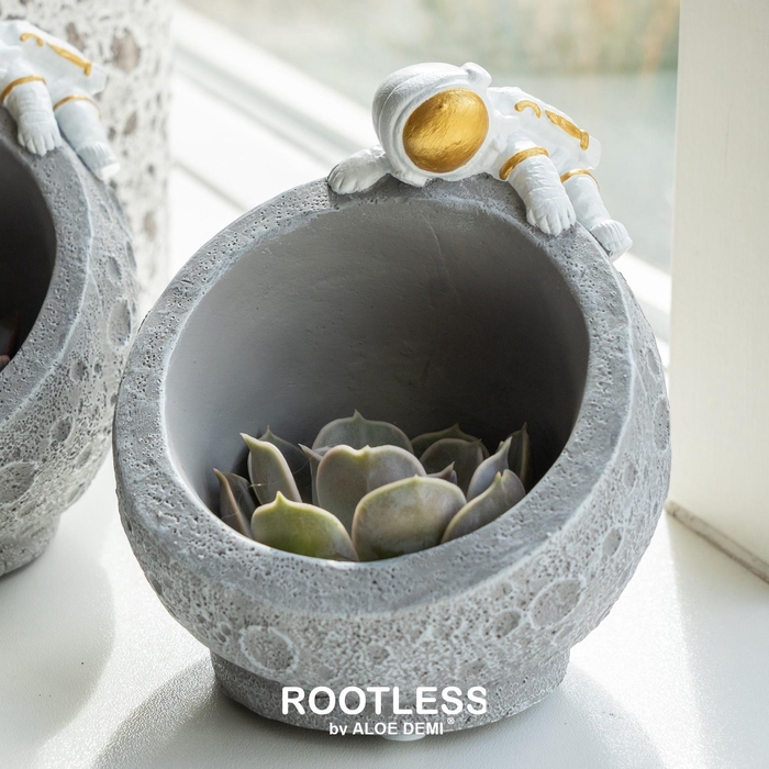 <h4>ROOTLESS Echeveria mix, Martian</h4>