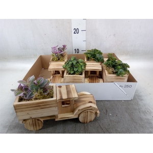 Arr.   Kamerplant Groen L%