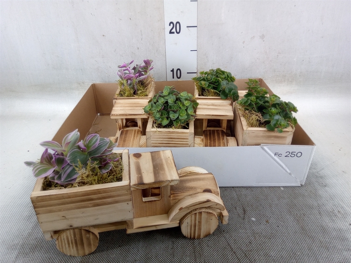 <h4>Arr.   Kamerplant Groen L%</h4>