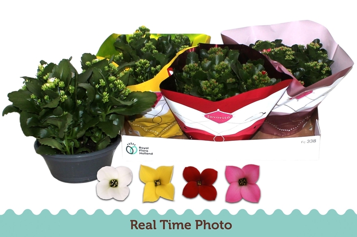 <h4>KAL EN GEM 4 KL</h4>