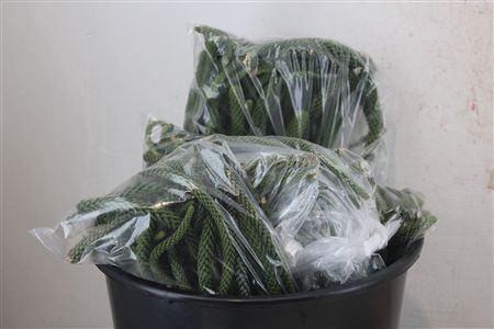 <h4>Araucaria Arauc Bag</h4>