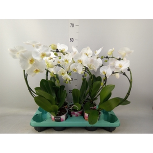 Phalaenopsis   ...