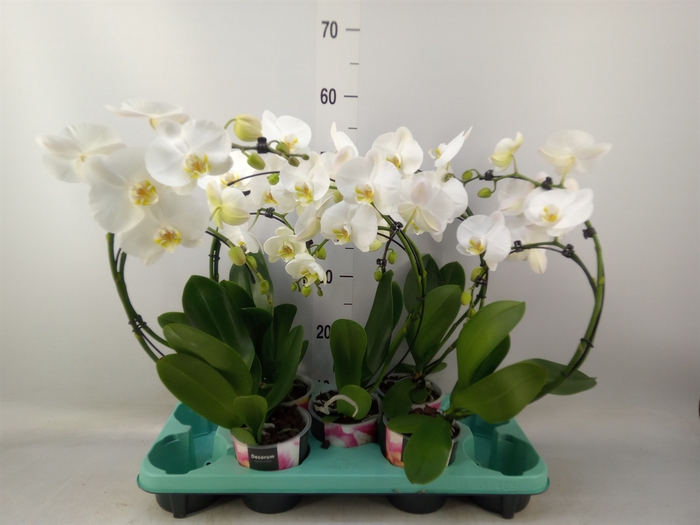 <h4>Phalaenopsis   ...</h4>