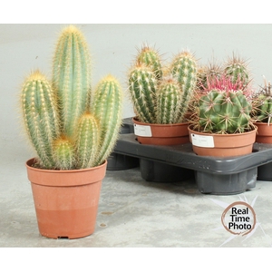 CACTUS OV