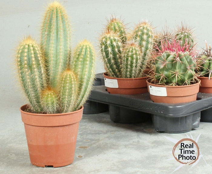 <h4>CACTUS OV</h4>
