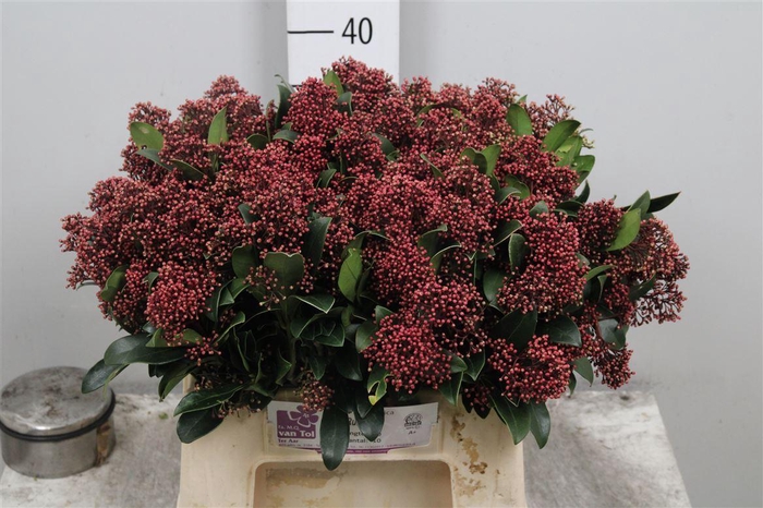 <h4>Skim J Rubella Bs</h4>