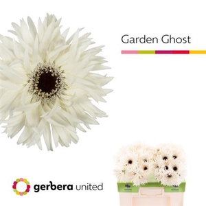 Ge Gr Spi Garden Ghost