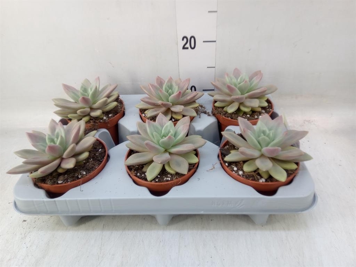 <h4>Succulents   ...</h4>