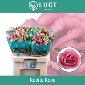 LIS G ROSITA PINK EUS G ROSI ROSE P