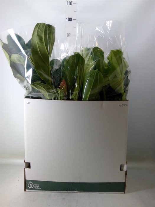 <h4>Medinilla magn.</h4>