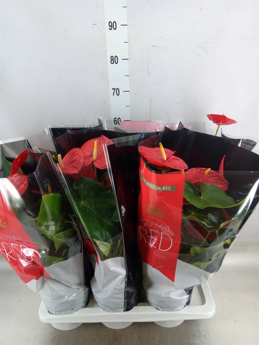 <h4>Anthurium andr. 'Oklahoma'</h4>