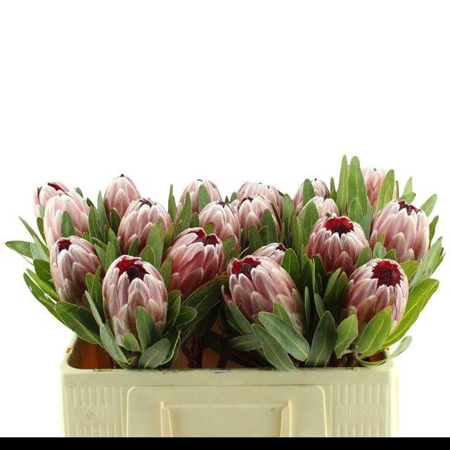 <h4>PROTEA PINK ICE</h4>