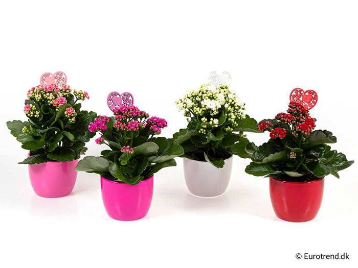 <h4>KALANCHOE BLOSSFELDIANA</h4>