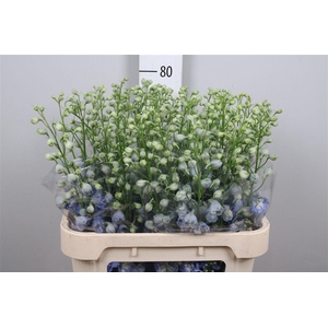 Delph Du Aurora L Blue