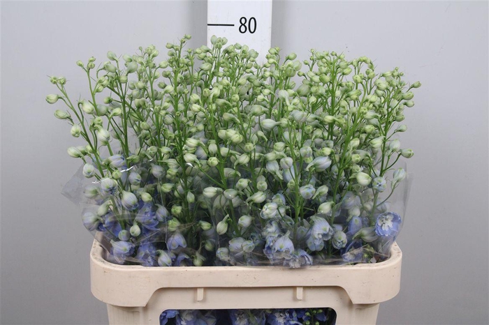 <h4>Delph Du Aurora L Blue</h4>