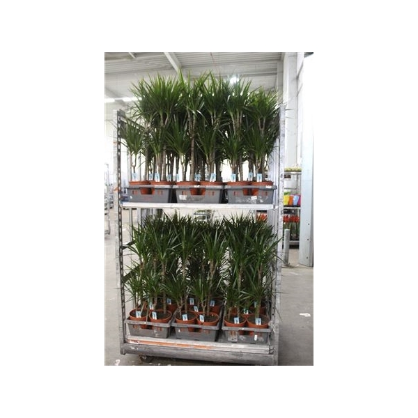 <h4>Dra Marginata 45-15 Cm</h4>