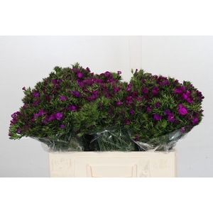 Dianthus Br Amazon Neon Purple
