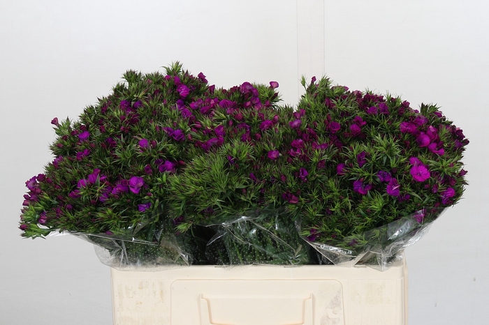 <h4>Dianthus Br Amazon Neon Purple</h4>