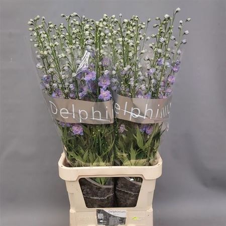 <h4>Delph Du Delphis Bl Power</h4>