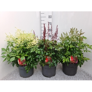 Astilbe gemengd P26
