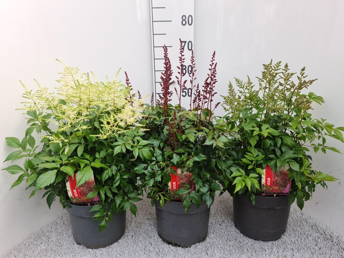<h4>Astilbe gemengd P26</h4>