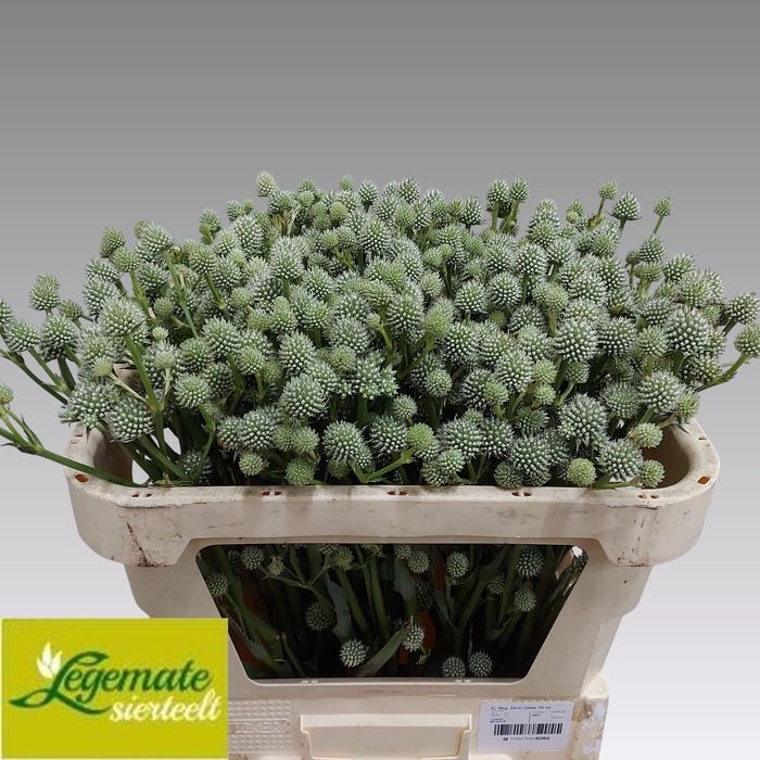 <h4>Eryngium Yu Mag Silver Globe Legemate</h4>