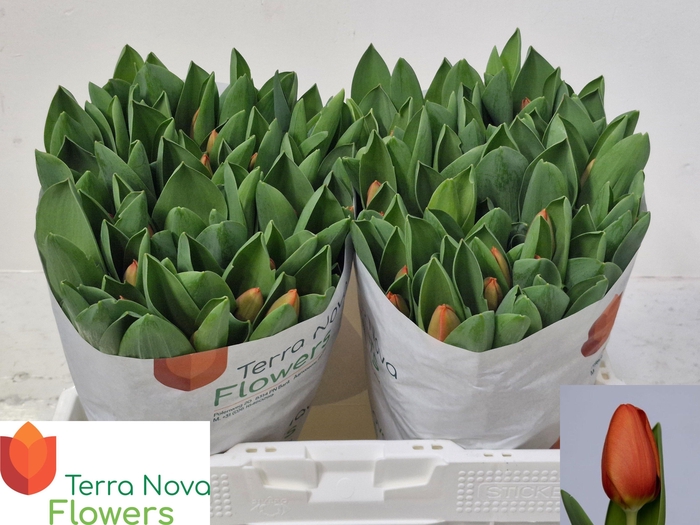 <h4>TU EN ORANGE SHERPA</h4>