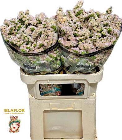 <h4>Lim S Apri Sun Birds</h4>