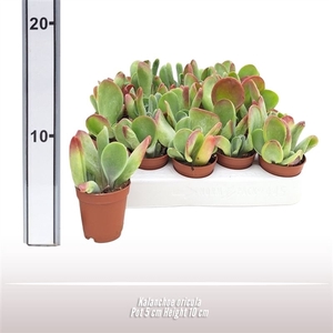 Kalanchoe oricula