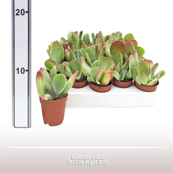 <h4>Kalanchoe oricula</h4>
