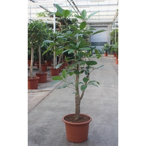 Schefflera actinophylla 'Amate’