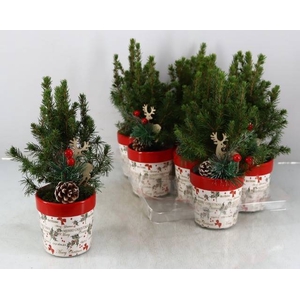 PICEA GL PERFECTA