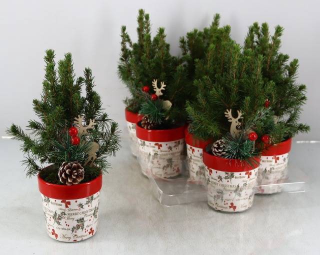 <h4>PICEA GL PERFECTA</h4>