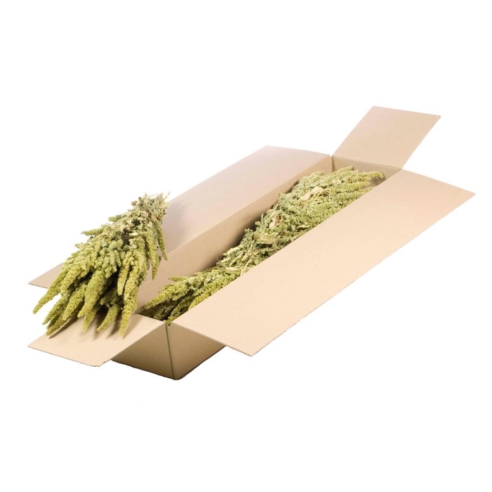 <h4>Amaranthus SB natural green</h4>