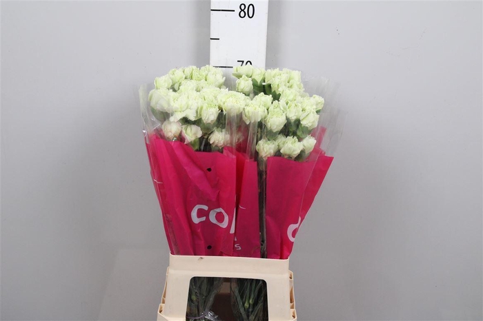 <h4>Di St Prado Mint</h4>