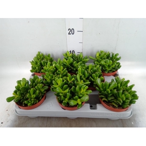 Crassula ovata 'Gandalf'